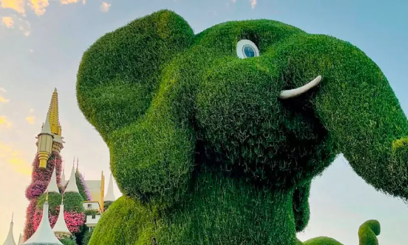 മി​റാ​ക്​​ൾ ഗാ​ർ​ഡ​നി​ൽ​ ജ​ന്മ​ദി​ന​ത്തി​ൽ സൗ​ജ​ന്യ പ്ര​വേ​ശ​നം