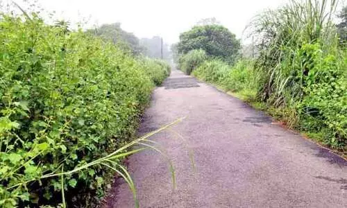 ഇഴജന്തുക്കൾ കൈയടക്കി കനാൽ പ്രദേശങ്ങൾ