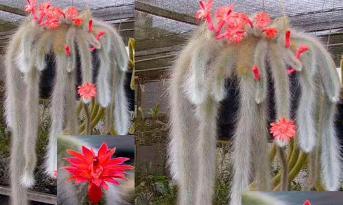 മ​​ങ്കി ടെ​​യി​​ൽ കാ​​ക്റ്റ​​സ്