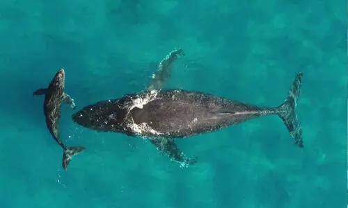 ജീവിക്കേണ്ട വെള്ളം പോലും അവക്ക് നഷ്ടപ്പെട്ടിരിക്കുന്നു; തിമിംഗലങ്ങളുടെയും ഡോൾഫിനുകളുടെയും  ദേശാടന പഥങ്ങളിൽ റെഡ് സിഗ്നൽ കാണിച്ച് കാലാവസ്ഥാ വ്യതിയാനം