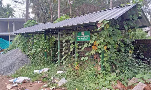 കാടുമൂടി കൊടുവള്ളി നഗരസഭയുടെ മിനി എം.സി.എഫുകൾ കാടുമൂടി കൊടുവള്ളി നഗരസഭയുടെ മിനി എം.സി.എഫുകൾ