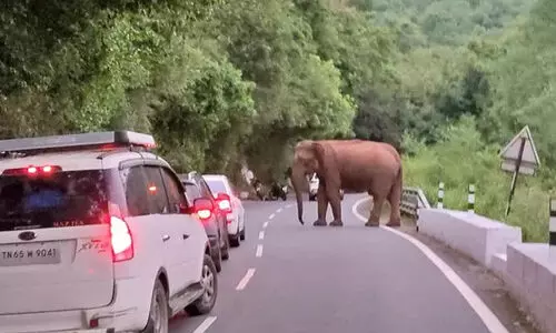 Elephants,Provocation,Punishment,Athirappilly-Malakappa,,Forest Department, വനമേഖല, വനംവകുപ്പ്, കാട്ടാന, നിയമലംഘനം