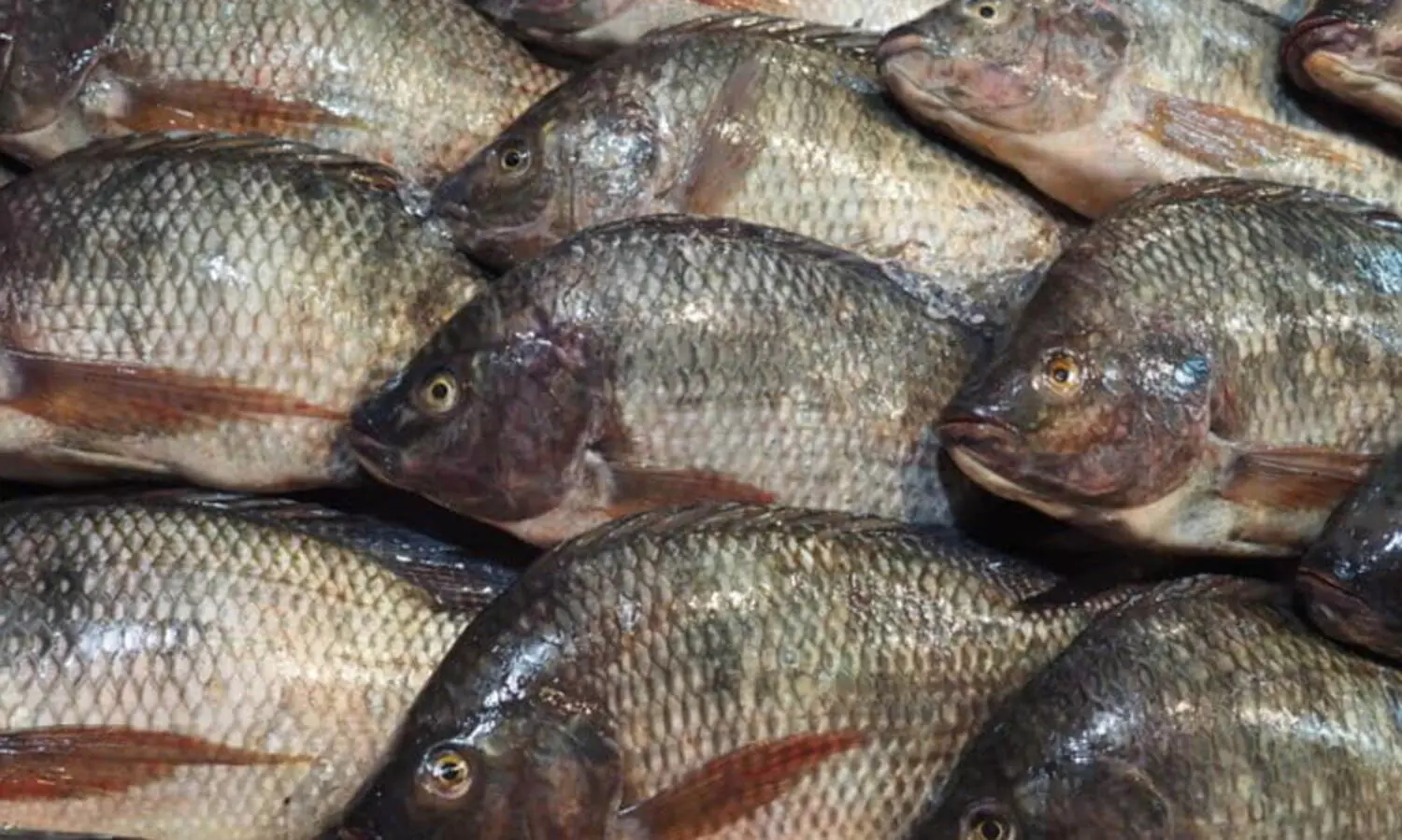 കൂടുതൽ പോഷക ഗുണം ചെറിയ മീനുകൾക്കോ? ഈ പ്രിയ മീനുകൾ നിങ്ങളുടെ ആരോഗ്യം അപകടത്തിലാക്കും