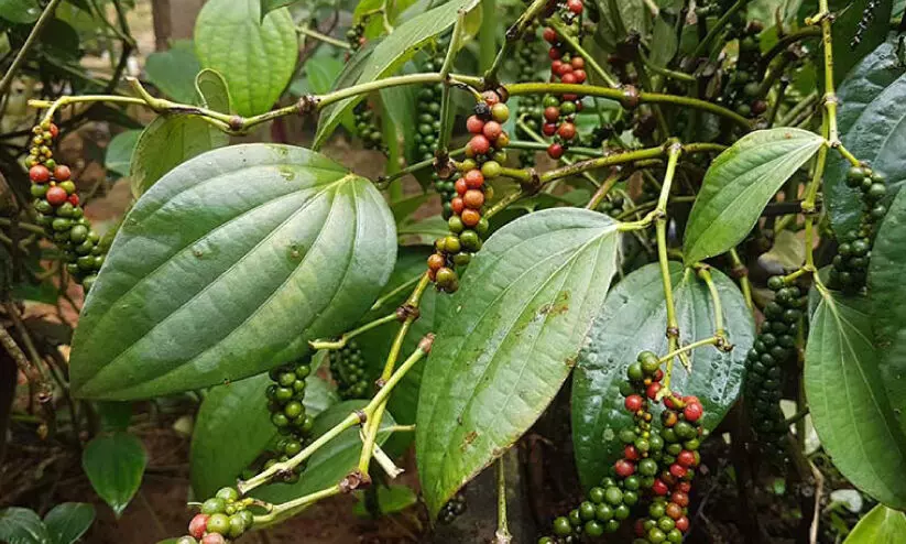 Pepper Cultivation