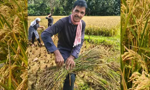 25 വ​ർ​ഷ​ത്തെ പ്ര​വാ​സത്തിനുശേഷം നാട്ടിലെത്തി; പ​രി​ച​യ​സ​മ്പ​ത്തില്ലാതിരുന്നിട്ടും നെ​ൽ​കൃ​ഷി​യി​ൽ നൂ​റു​മേ​നി....