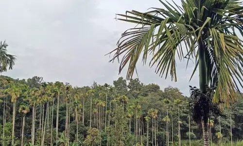 ക​ർ​ഷ​ക​രു​ടെ പ്ര​തീ​ക്ഷ കെ​ടു​ത്തി രോ​ഗ​ബാ​ധ; ജി​ല്ല​യി​ൽ അ​ട​ക്ക ഉ​ൽ​പാ​ദ​നം കു​ത്ത​നെ കു​റ​യും