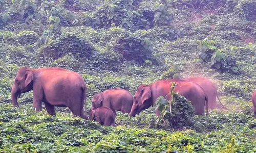 കാ​ട്ടാ​ന​ക്കൂട്ടം ഇ​റ​ങ്ങി; വ​ൻ കൃ​ഷി​നാ​ശം