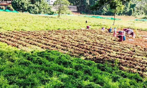 കുനിശ്ശേരിയിൽ കൂർക്കകൃഷി; വിളവെടുപ്പ് തുടങ്ങി