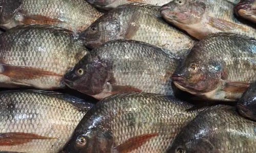 കൂടുതൽ പോഷക ഗുണം ചെറിയ മീനുകൾക്കോ? ഈ പ്രിയ മീനുകൾ നിങ്ങളുടെ ആരോഗ്യം അപകടത്തിലാക്കും