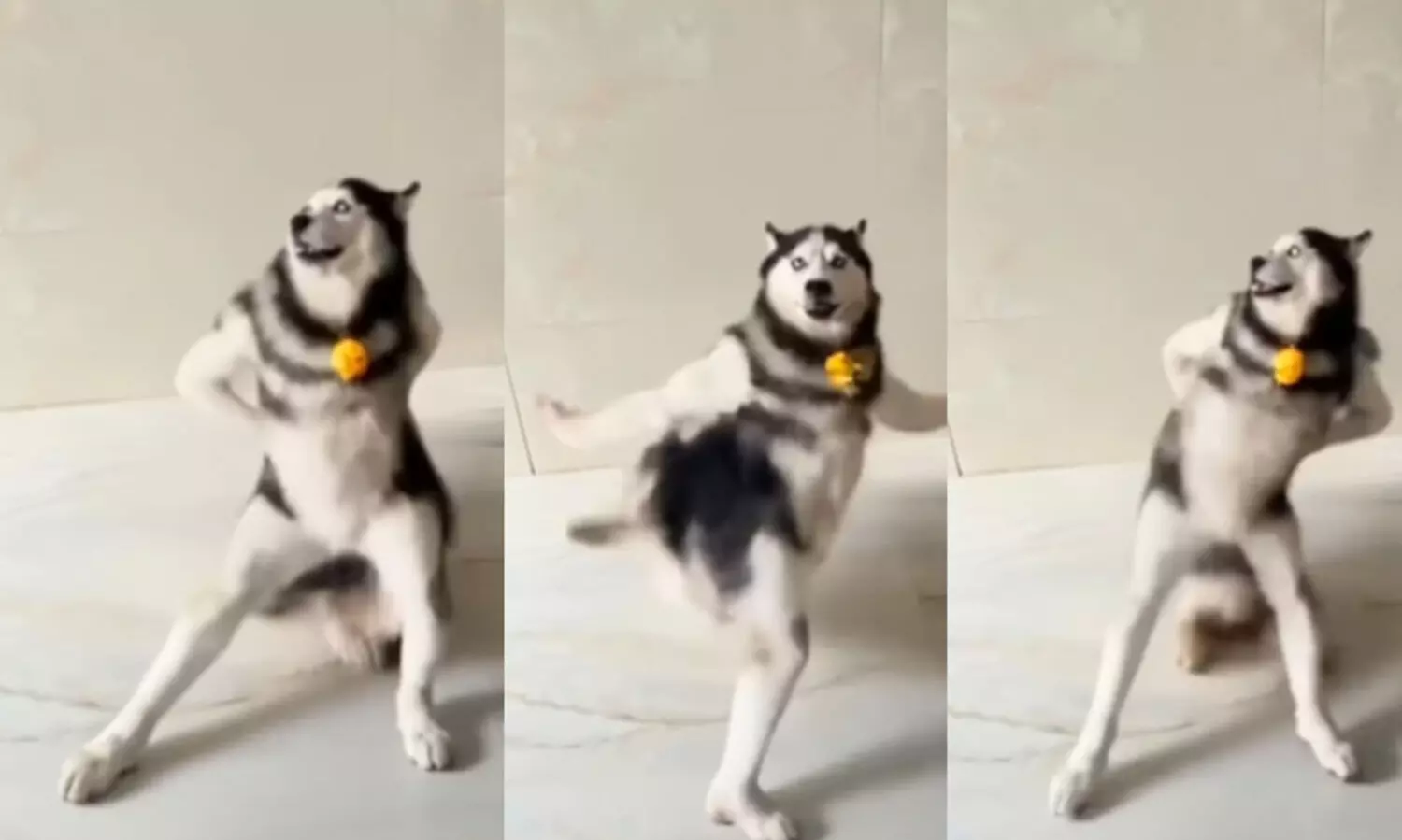 dancing husky