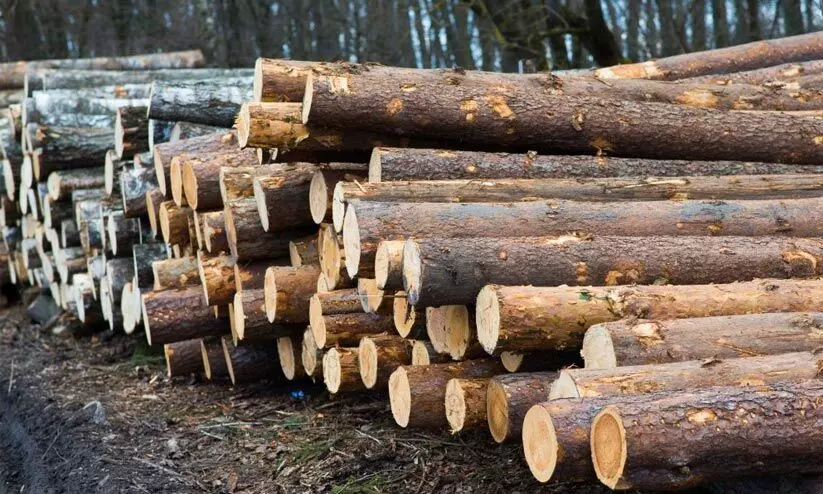 തേക്ക്, ആഞ്ഞിലി മരങ്ങൾക്ക് വൻ ഡിമാൻഡ്; നീണ്ട ഇടവേളക്കുശേഷം തടി വിപണിയിൽ ഉണർവ് തേക്ക്, ആഞ്ഞിലി മരങ്ങൾക്ക് വൻ ഡിമാൻഡ്; നീണ്ട ഇടവേളക്കുശേഷം തടി വിപണിയിൽ ഉണർവ്