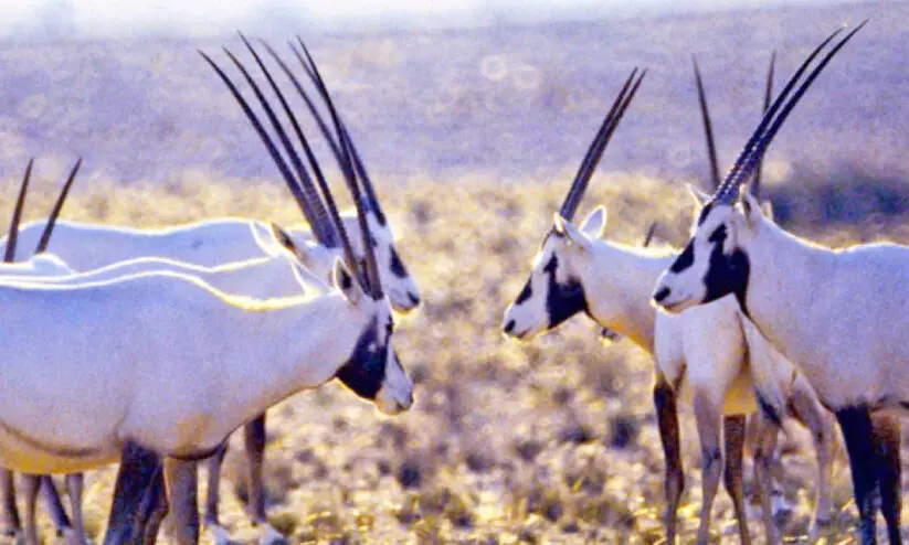 അൽ സലീൽ നാച്ചുറൽ പാർക്ക് വികസിപ്പിക്കാൻ പദ്ധതി അൽ സലീൽ നാച്ചുറൽ പാർക്ക് വികസിപ്പിക്കാൻ പദ്ധതി