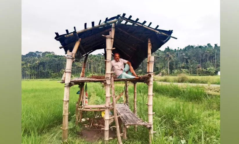 കൃഷിയിടങ്ങൾക്ക് രക്ഷയൊരുക്കി ഏറുമാടങ്ങൾ കൃഷിയിടങ്ങൾക്ക് രക്ഷയൊരുക്കി ഏറുമാടങ്ങൾ