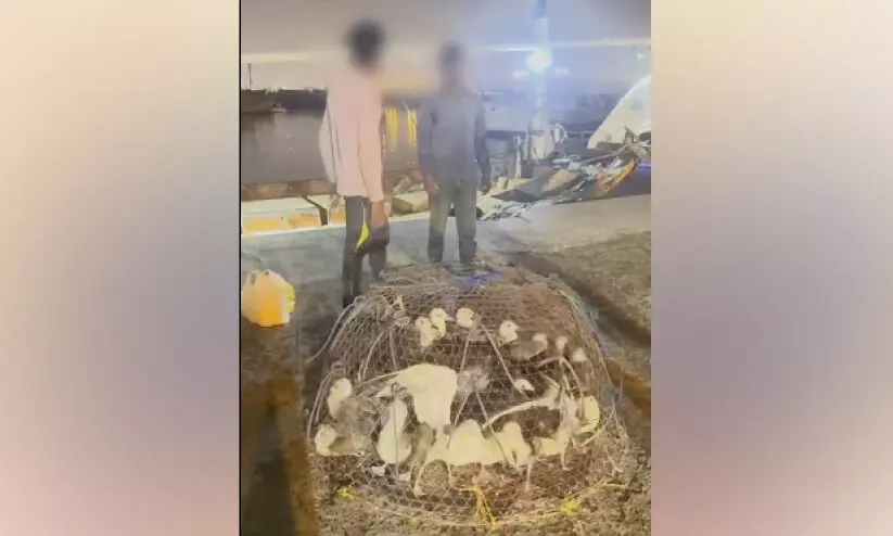 അനധികൃത പക്ഷിവേട്ടക്കെതിരെ നടപടിയുമായി പരിസ്ഥിതി മന്ത്രാലയം അനധികൃത പക്ഷിവേട്ടക്കെതിരെ നടപടിയുമായി പരിസ്ഥിതി മന്ത്രാലയം