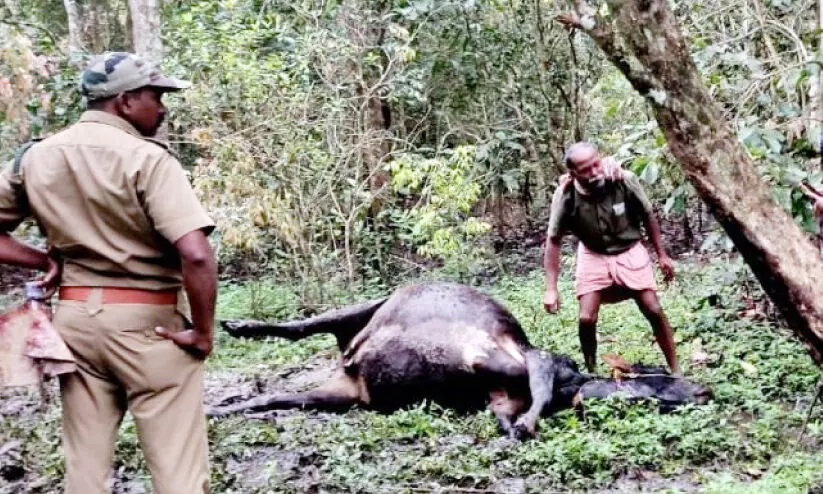 നൂൽപുഴയിൽ വീണ്ടും കടുവ; പശുവിനെയും കിടാവിനെയും കൊന്നു