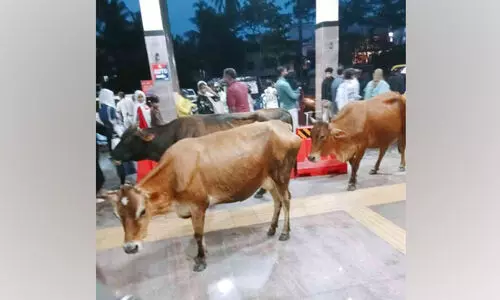 ദി​വ​സ​വും കാ​ലി​ക​ളെ ന​ഗ​ര​ത്തി​ലേ​ക്ക് ക​യ​റൂ​രിവി​ടു​ന്ന​വ​ർ​ക്കെ​തി​രെ ന​ട​പ​ടി​യി​ല്ല