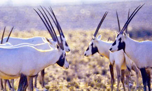 അ​ൽ സ​ലീ​ൽ നാ​ച്ചു​റ​ൽ പാ​ർ​ക്ക് വി​ക​സി​പ്പി​ക്കാ​ൻ പ​ദ്ധ​തി