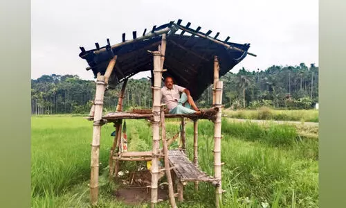 കൃ​ഷി​യി​ട​ങ്ങൾക്ക് ര​ക്ഷ​​യൊ​രു​ക്കി ഏ​റു​മാ​ട​ങ്ങ​ൾ