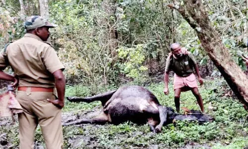 നൂൽപുഴയിൽ വീണ്ടും കടുവ; പശുവിനെയും കിടാവിനെയും കൊന്നു