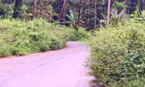 റോഡുകൾ കൈയേറി പൊന്തക്കാടുകൾ; ദുരിതം പേറി വാഹന യാത്രക്കാർ