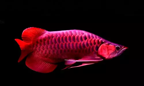 Peppermint Angelfish,Rare,Collectors,Aquarium,Luxury, അരോവന, മാലാഖ മത്സ്യം, കടൽമത്സ്യങ്ങൾ, വർണമത്സ്യം, പസഫിക്