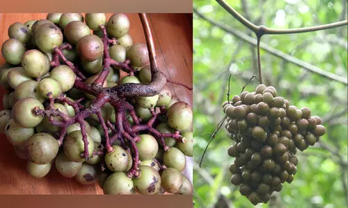 വള്ളിമാങ്ങയെ അറിയാം