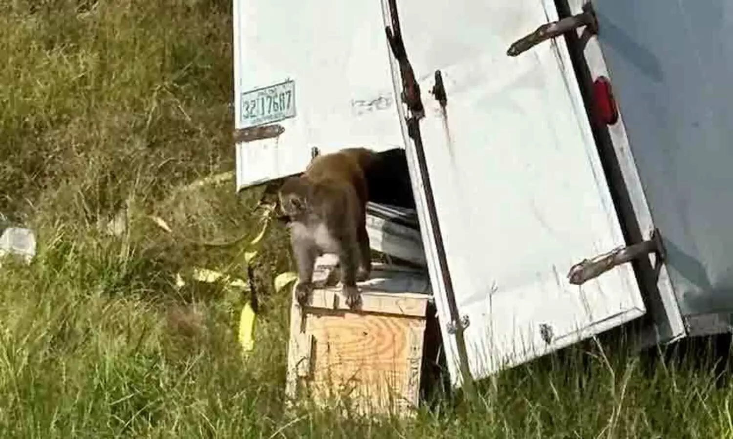 വൈറസ് വാഹകരായ കുരങ്ങുകൾ പുറത്തുചാടി, അതിജാഗ്രത മുന്നറിയിപ്പുമായി മിസിസിപ്പി