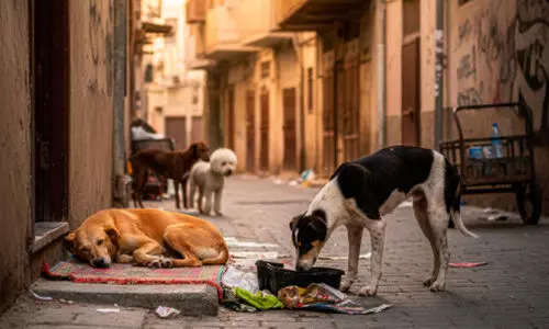 തെ​രു​വു​നാ​യ് പ്ര​ശ്നം; പ​രി​ഹ​രി​ക്കാ​ൻ പ്ര​തി​വ​ർ​ഷം ര​ണ്ട് ല​ക്ഷം ദി​നാ​റി​ല​ധി​കം ചെ​ല​വ​ഴി​ച്ചി​ട്ടും ഫ​ല​മി​ല്ല