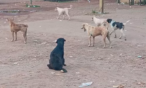 നാ​യ് ശ​ല്യം രൂ​ക്ഷം; ത​ദ്ദേ​ശ തെ​ര​ഞ്ഞെ​ടു​പ്പി​ൽ വി​ഷ​യ​മാ​കും