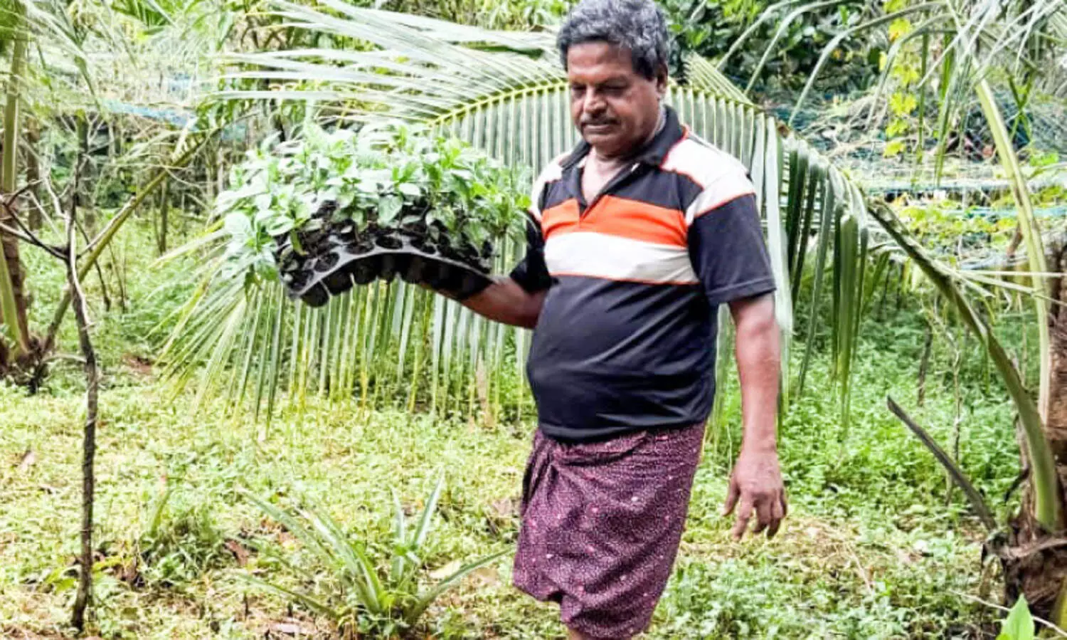 കാപ്പി വിളയിക്കാൻ കൊടുമണ്‍ പഞ്ചായത്ത്