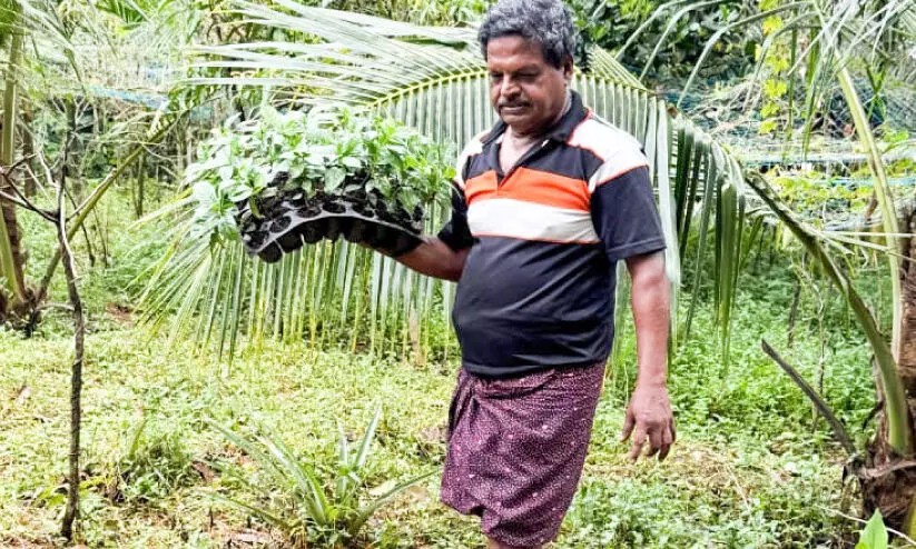കാപ്പി വിളയിക്കാൻ കൊടുമണ്‍ പഞ്ചായത്ത്