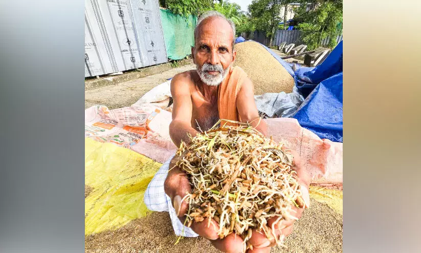 പ്രതീക്ഷ ‘കരിഞ്ഞു’; കർഷകർ കണ്ണീരിൽ പ്രതീക്ഷ ‘കരിഞ്ഞു’; കർഷകർ കണ്ണീരിൽ
