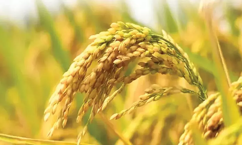 നെല്ലിന്‍റെ താങ്ങുവില വർധന; ആശങ്കകൾക്കിടയിലും പ്രതീക്ഷയുമായി കർഷകർ