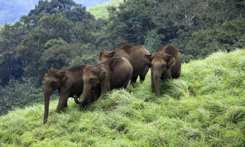 ആറളം ഫാമിനെ തരിശാക്കി കാട്ടാനക്കൂട്ടം; രണ്ടു ദിവസം കൊണ്ട് തകർത്തത് 50 തെങ്ങുകൾ