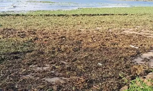 പായൽ നിറഞ്ഞ് ഫോർട്ട്​കൊച്ചി കടൽത്തീരം