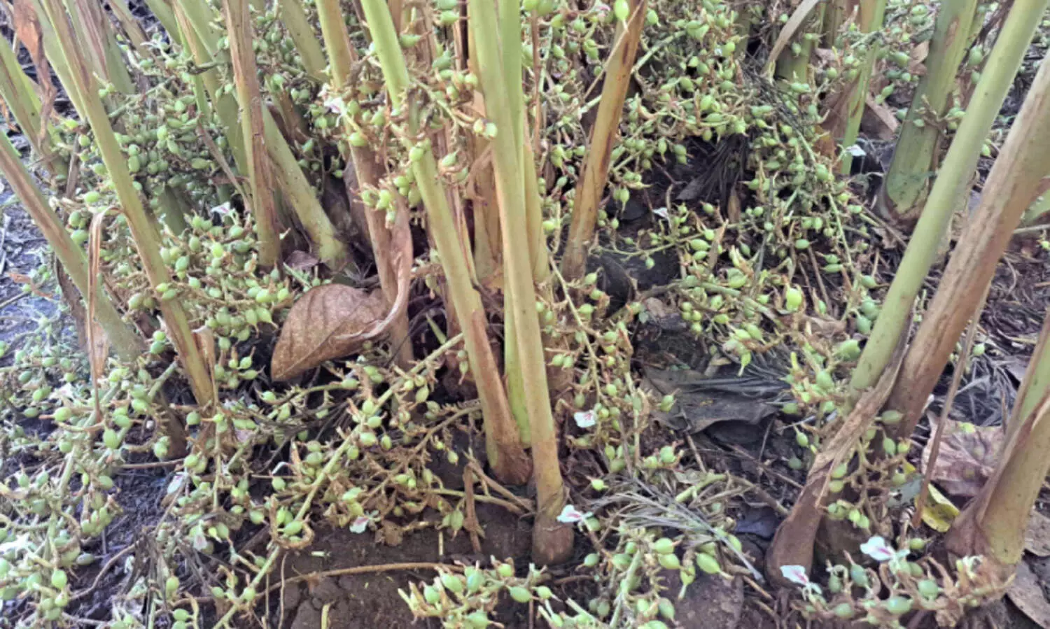 ഹൈറേഞ്ചിൽ ഏലക്ക വിലാപം