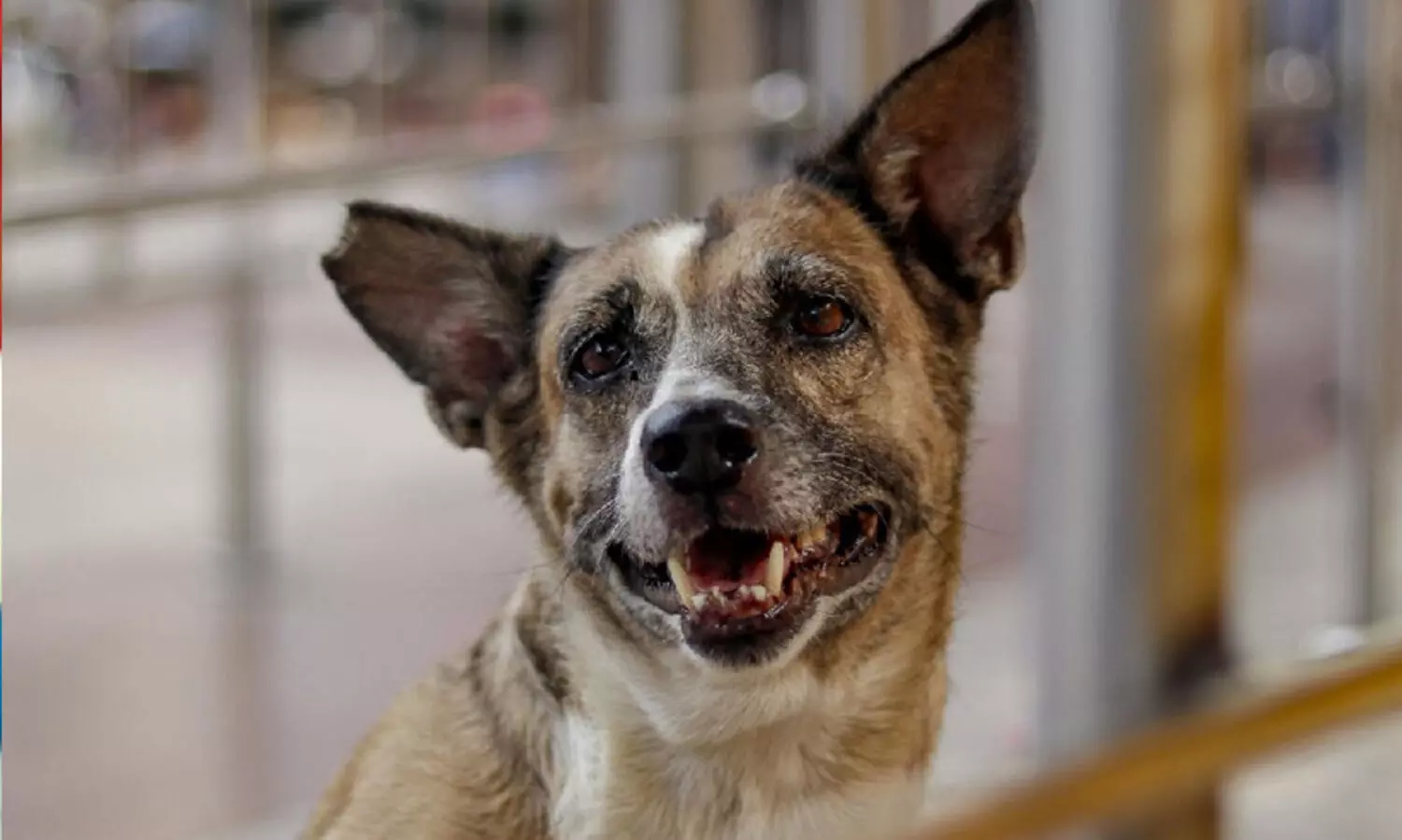 തെരുവുനായ് ആക്രമണം: 20 ലക്ഷം നഷ്ടപരിഹാരം ആവശ്യപ്പെട്ട് ഹരജി