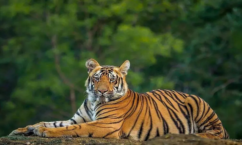 കടുവ കുടുങ്ങിയില്ല; ജനം ഭീതിയിൽ കടുവ കുടുങ്ങിയില്ല; ജനം ഭീതിയിൽ