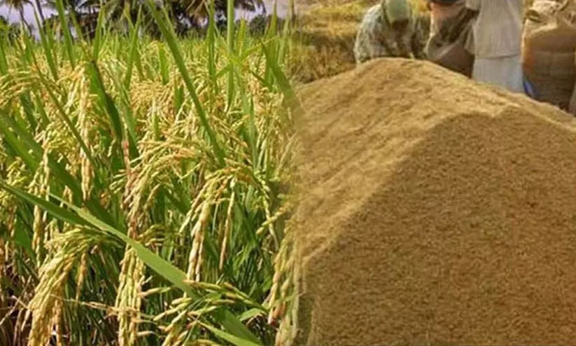 നെല്ല്​ സംഭരണം: തർക്കം ഔട്ട്​​ ടേൺ റേഷ്യോയിൽ; വിലപേശി മില്ലുടമകൾ