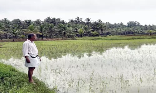 മുണ്ടകൻ കൃഷി വെള്ളത്തിൽ; നെൽകർഷകർ ദുരിതത്തിൽ