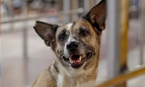 തെരുവുനായ് ആക്രമണം: 20 ലക്ഷം നഷ്ടപരിഹാരം ആവശ്യപ്പെട്ട് ഹരജി