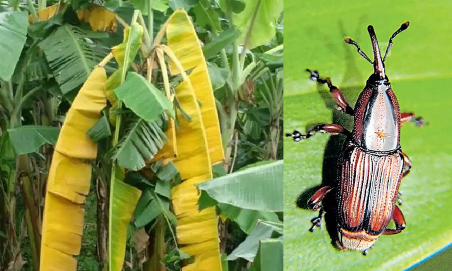 ഇനി ധൈര്യമായി വാഴ വെക്കാം, തടതുരുപ്പൻ പുഴു ഒരു പ്രശ്നമേയല്ല...