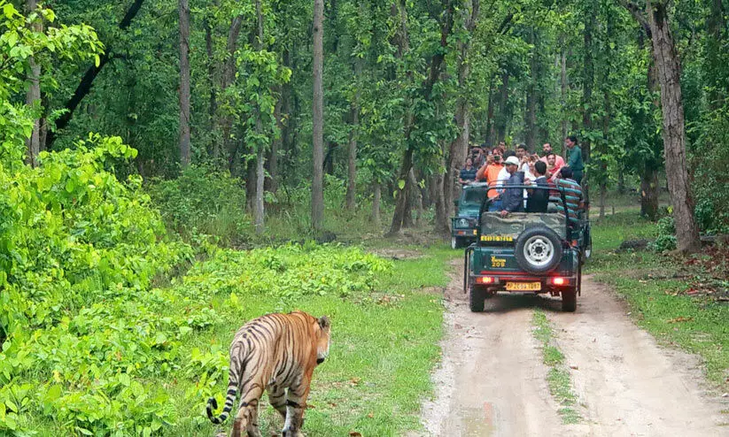 ബ​ന്ദി​പ്പൂ​രി​ൽ ഇ​നി വൈ​കീ​ട്ട് സ​ഫാ​രി​യി​ല്ല