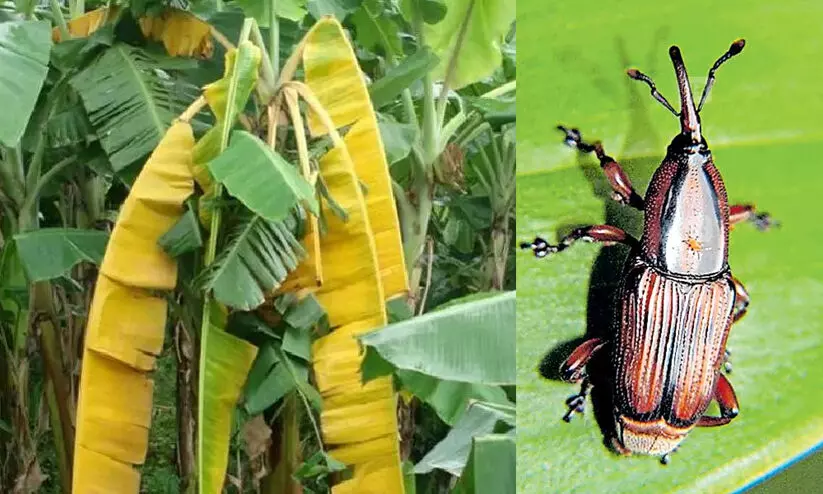 ഇനി ധൈര്യമായി വാഴ വെക്കാം, തടതുരുപ്പൻ പുഴു ഒരു പ്രശ്നമേയല്ല... ഇനി ധൈര്യമായി വാഴ വെക്കാം, തടതുരുപ്പൻ പുഴു ഒരു പ്രശ്നമേയല്ല...