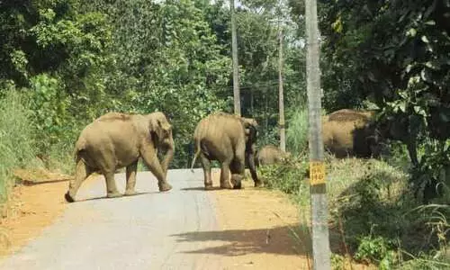 ആറളം ഫാമിൽ ഓപറേഷൻ ഗജമുക്തി: 10 കാട്ടാനകളെ വനത്തിലേക്ക് തുരത്തി