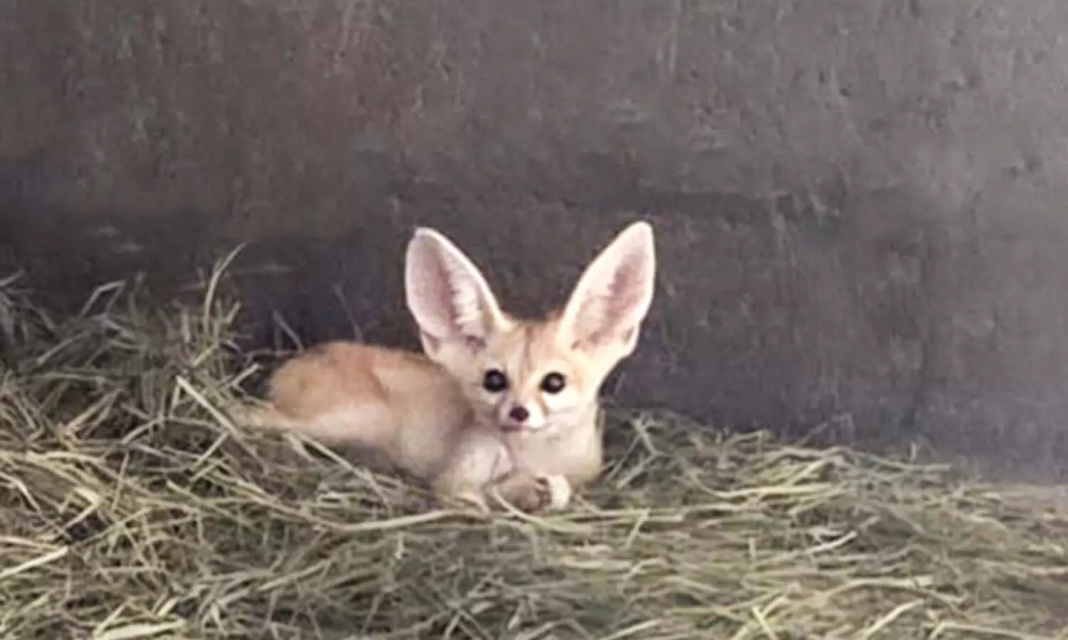 വംശനാശം നേരിടുന്ന മൃഗങ്ങളുടെ കടത്ത്​: ഷാർജയിൽ അറബ്​ പൗരൻ അറസ്റ്റിൽ