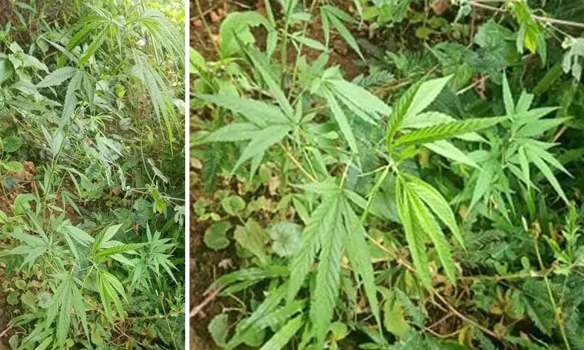 കാരാപ്പുഴ പദ്ധതി സ്ഥലത്ത് കഞ്ചാവ് ചെടികൾ നട്ടുവളർത്തിയ നിലയിൽ കാരാപ്പുഴ പദ്ധതി സ്ഥലത്ത് കഞ്ചാവ് ചെടികൾ നട്ടുവളർത്തിയ നിലയിൽ