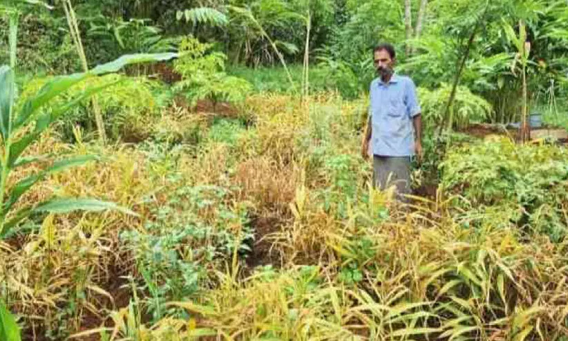 ഹൈറേഞ്ചിൽ ഇഞ്ചി കൃഷിക്ക് രോഗ ബാധ ഹൈറേഞ്ചിൽ ഇഞ്ചി കൃഷിക്ക് രോഗ ബാധ