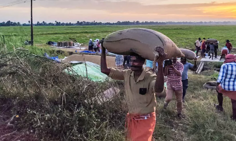 കുട്ടനാട്ടിൽ നെല്ല്​ സംഭരണം തുടങ്ങി