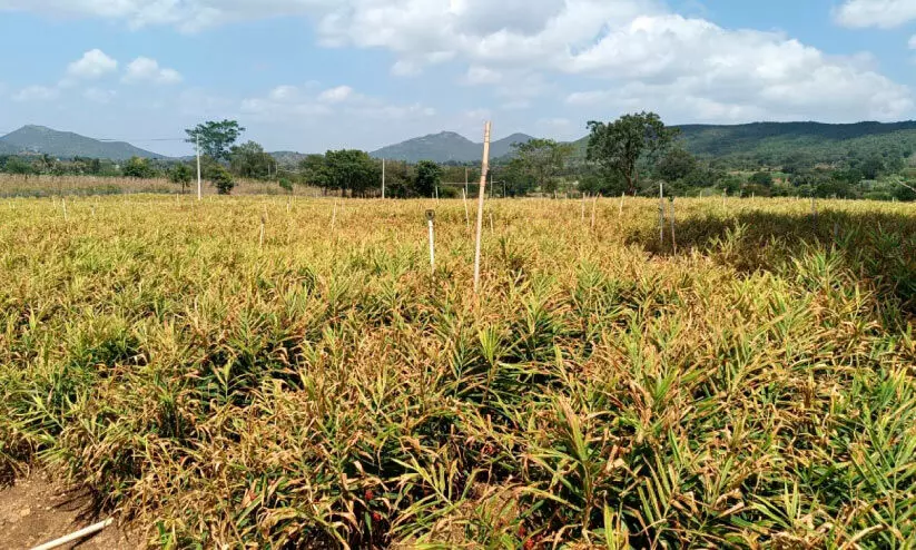 ഇഞ്ചി വില ഉയരുന്നു; കർഷകർക്ക് പ്രതീക്ഷ ഇഞ്ചി വില ഉയരുന്നു; കർഷകർക്ക് പ്രതീക്ഷ